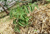 Homemade Liquid Fertilizer for Tomatoes: A Gardener’s Guide