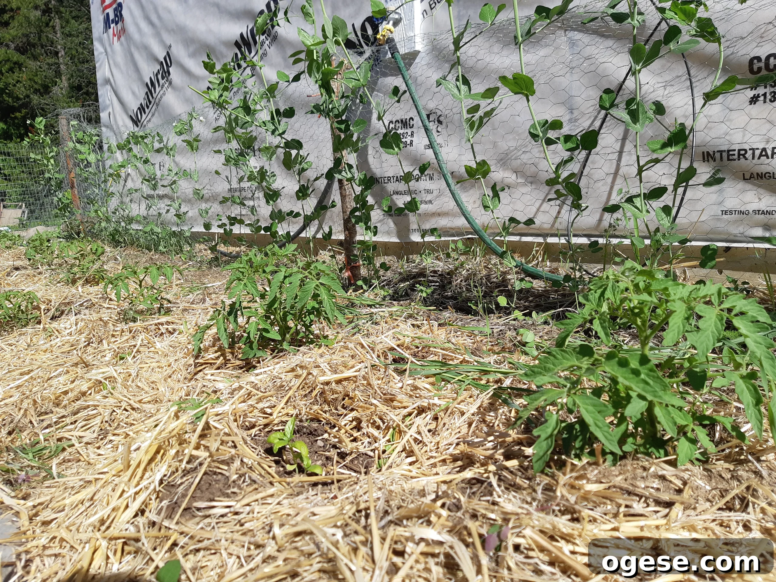 Homemade Liquid Fertilizer for Tomatoes: A Gardener’s Guide 4 Homemade Liquid Fertilizer: A Tale from the Tomato Patch
