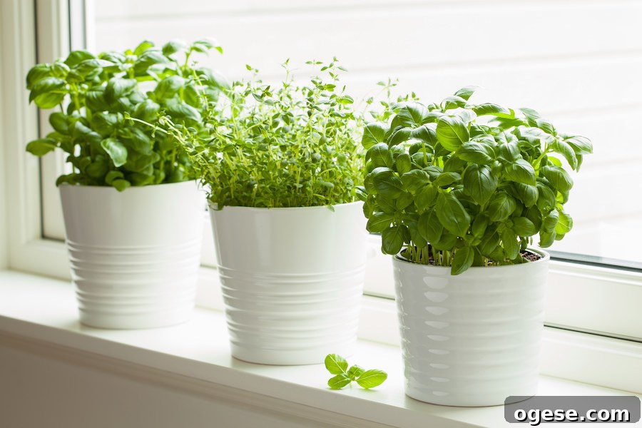 Fresh basil and thyme growing in pots on a windowsill