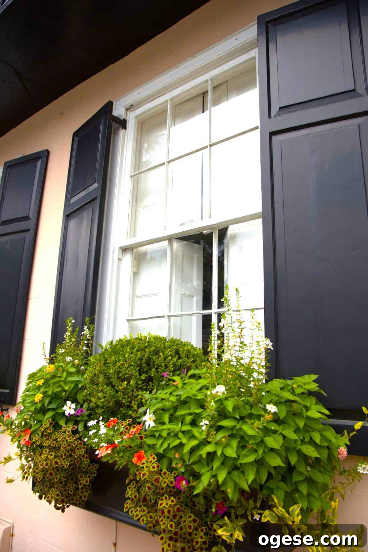 Charleston Travel Guide: Top Attractions, Food & Historic Tours 7 A white-framed window with black shutters and a flower box of green plants and colorful flowers, as seen in many charming homes featured in a Charleston travel guide.