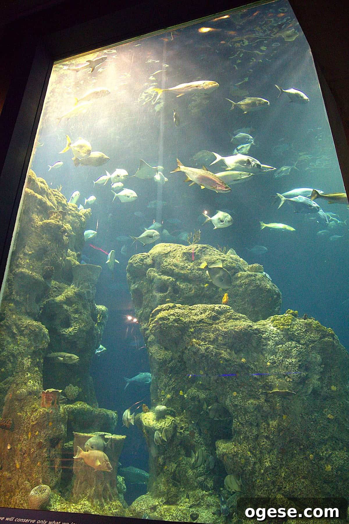 Charleston Travel Guide: Top Attractions, Food & Historic Tours 9 Large aquarium tank with various species of fish swimming around coral formations and rocks, viewed through a glass panel—an underwater highlight featured in many Charleston travel guide recommendations.