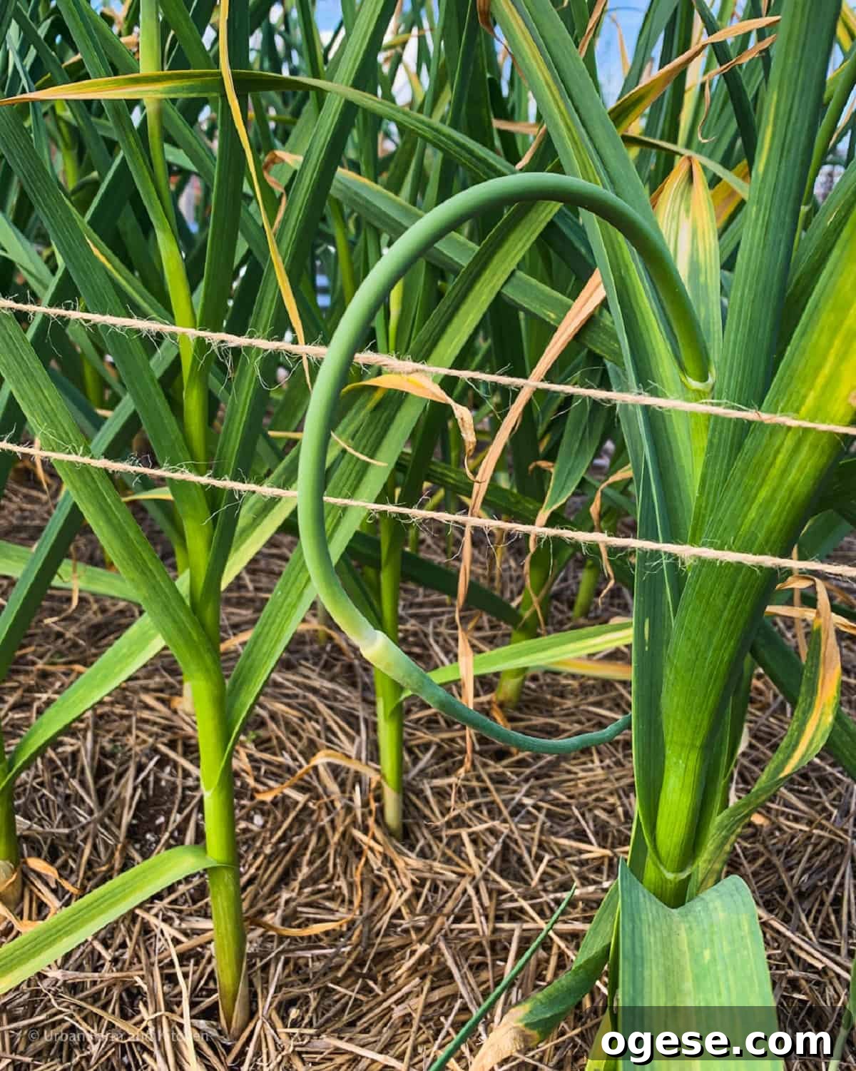 Crisp Garlic Scape Refrigerator Pickles You Can Make Today 3 Garlic scapes emerging from garlic plants.