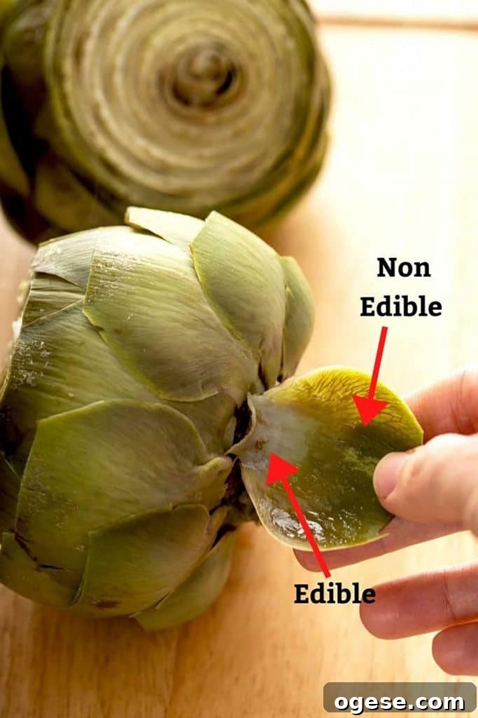 How to Cook Artichokes: Steamed and Roasted Methods 14 showing the edible and non edible part of the leaf of an artichoke