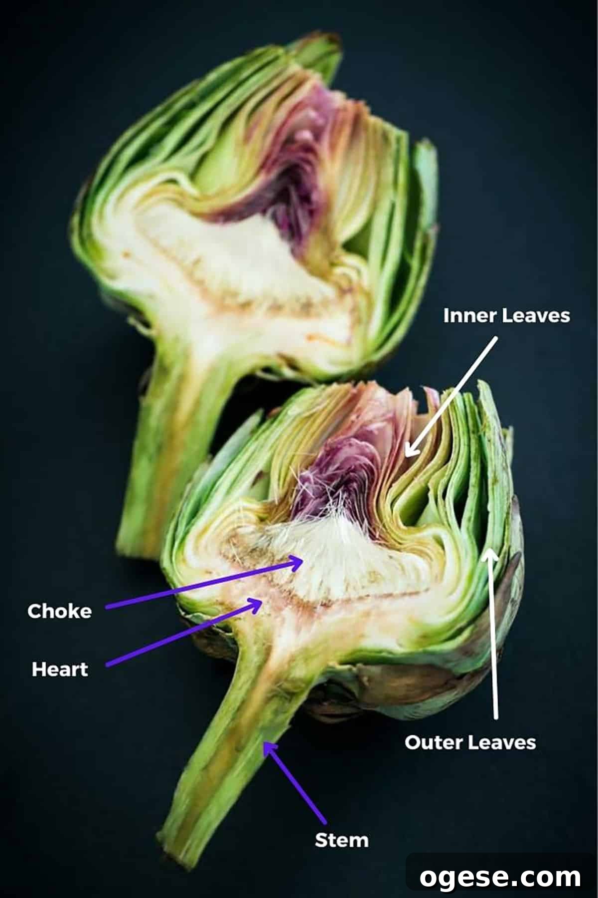 How to Cook Artichokes: Steamed and Roasted Methods 4 An artickoke cut in half showing the different parts of an artichoke