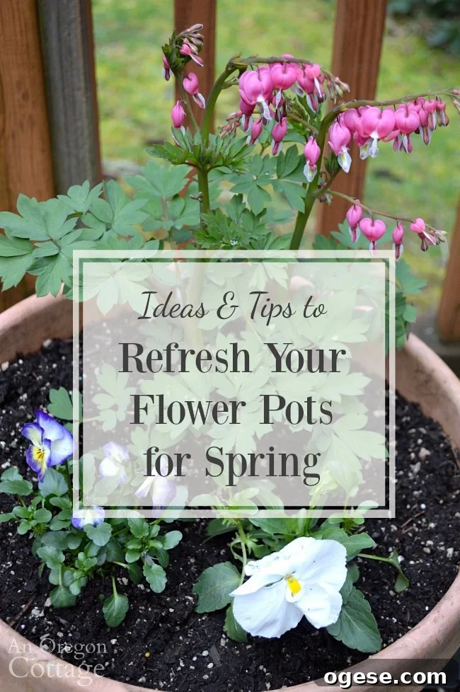 Spring Flower Pot Refresh: Creative Ideas and Plant Tips 2 Ideas and tips to refresh your flower pots for spring using readily available spring flowers like primroses, violas, pansies and ranunculus.