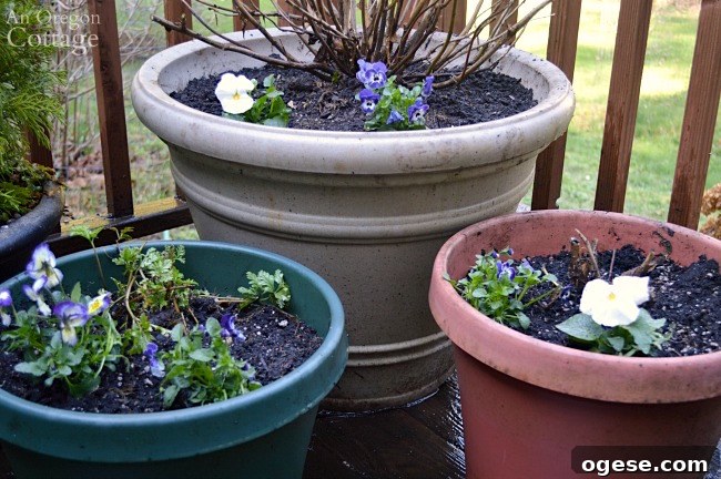 Spring Flower Pot Refresh: Creative Ideas and Plant Tips 11 Flower pots for spring-pansy and viola pot fillers