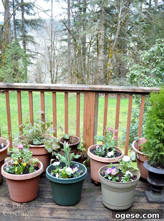 Spring Flower Pot Refresh: Creative Ideas and Plant Tips 13 Planted flower pots for spring on deck