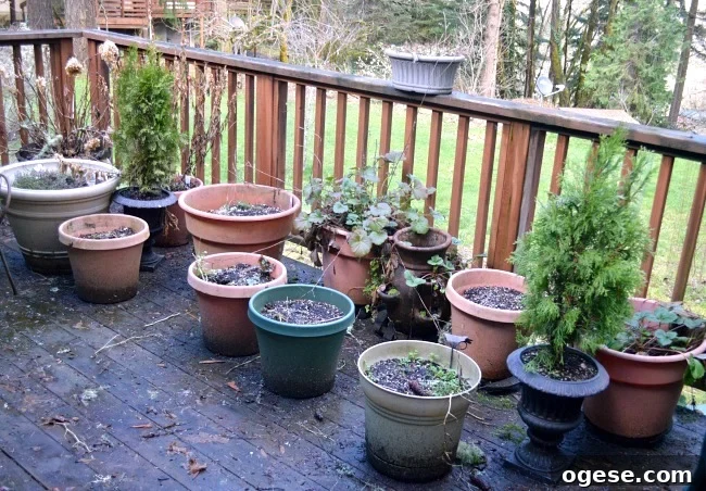 Spring Flower Pot Refresh: Creative Ideas and Plant Tips 3 flower pots for spring before