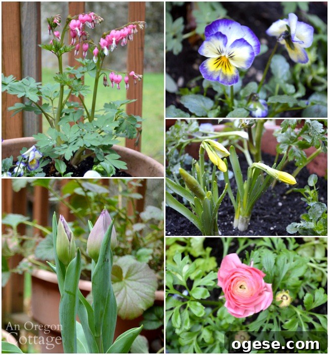 Spring Flower Pot Refresh: Creative Ideas and Plant Tips 4 Flower pots for spring with garden center staple plants