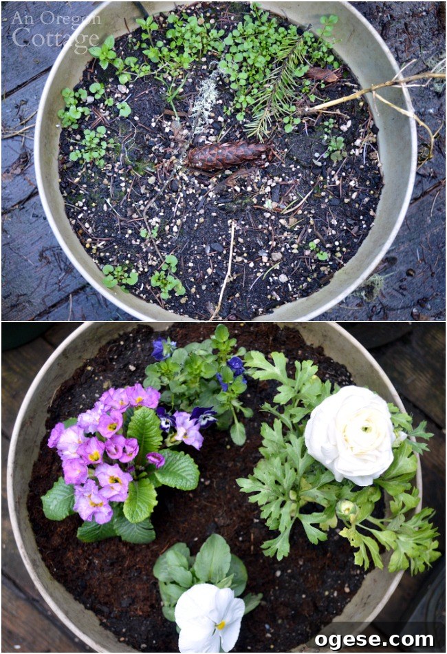 Spring Flower Pot Refresh: Creative Ideas and Plant Tips 6 Flower pots for spring before and after