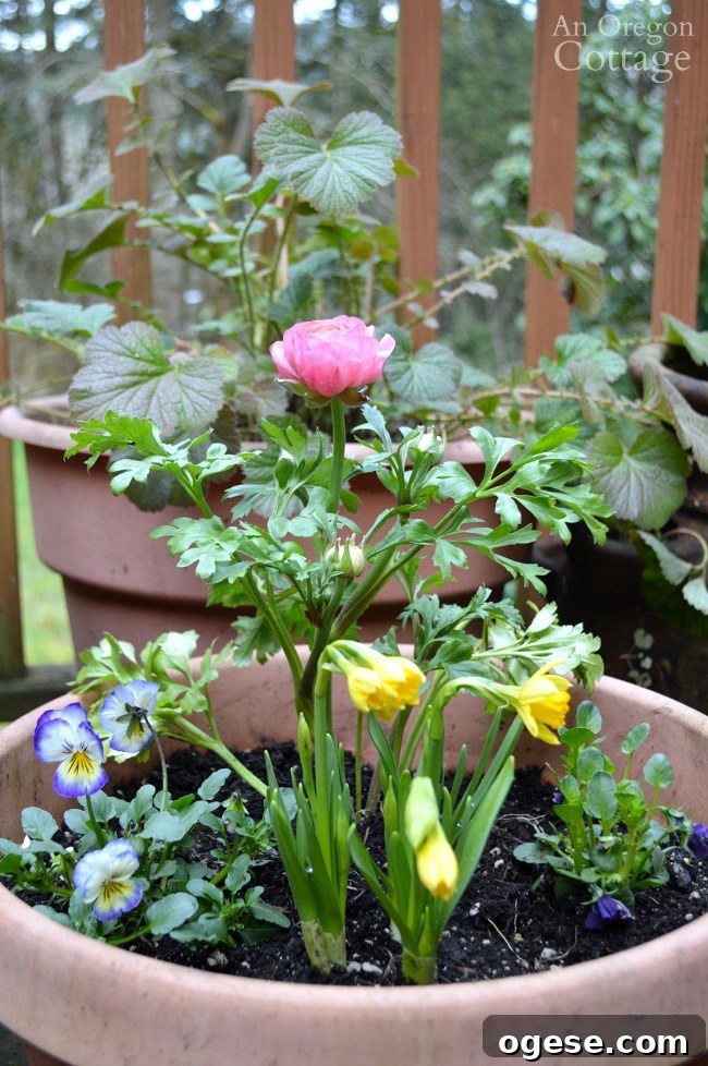 Spring Flower Pot Refresh: Creative Ideas and Plant Tips 7 Flower pots for spring-pink ranunculus planter