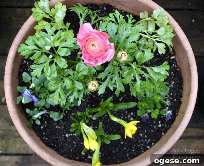 Spring Flower Pot Refresh: Creative Ideas and Plant Tips 8 Flower pots for spring-pink ranunculus-pansies-daffodils