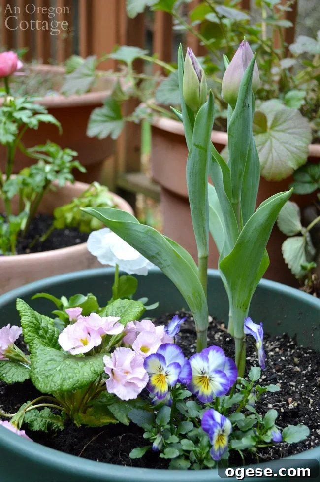 Spring Flower Pot Refresh: Creative Ideas and Plant Tips 9 Flower pots for spring-tulip planter