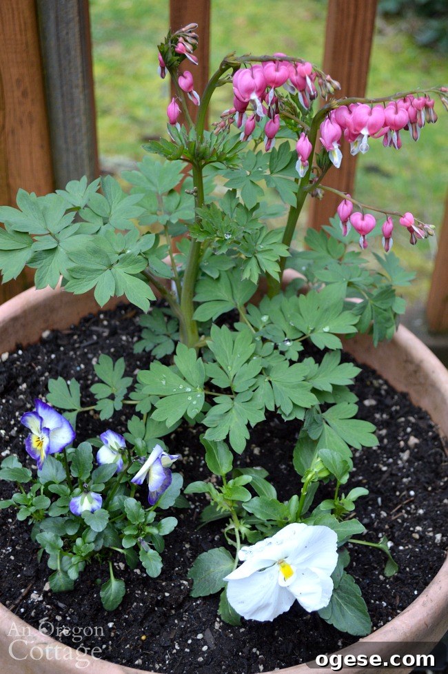Spring Flower Pot Refresh: Creative Ideas and Plant Tips 10 Flower pots for spring-bleeding heart planter