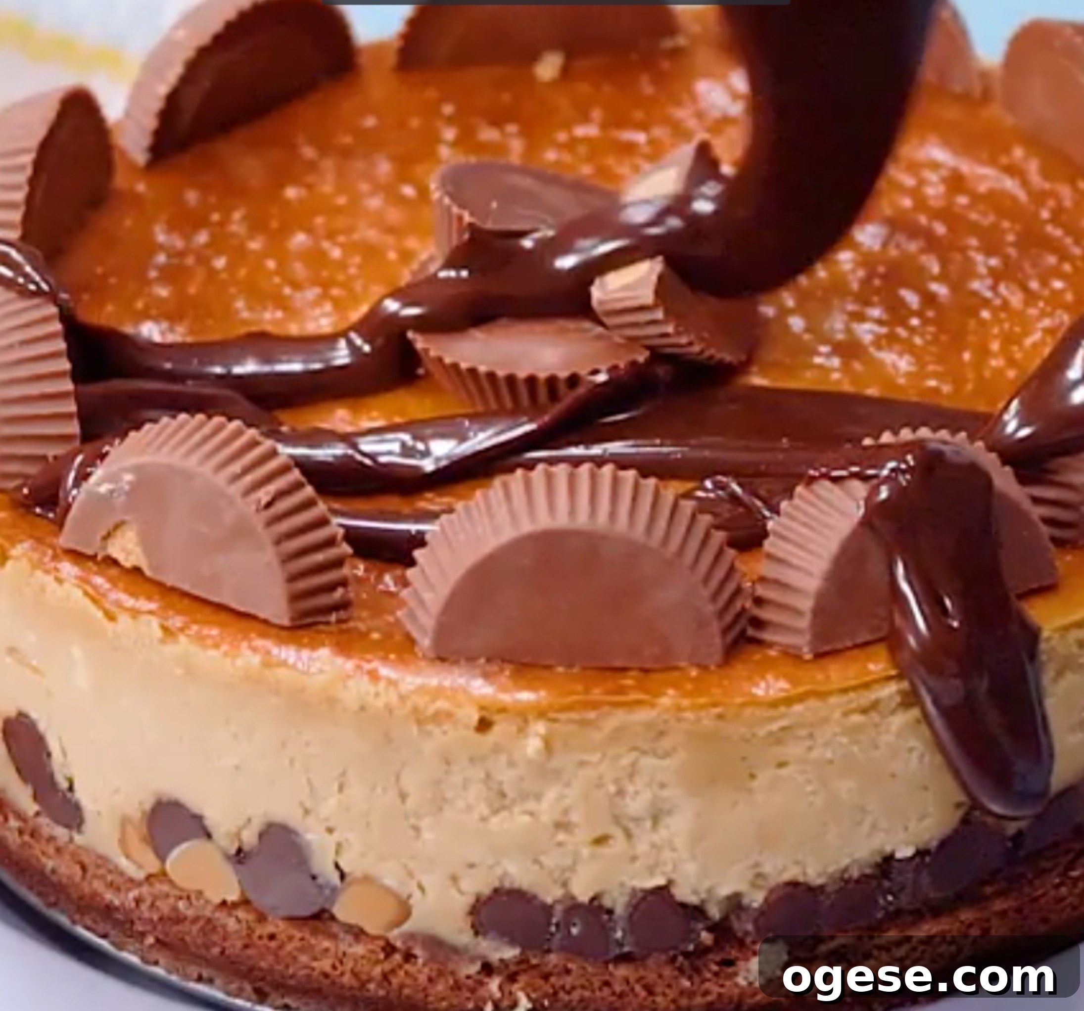 Peanut Butter Cheesecake with Brownie Crust 2 img 3756 1