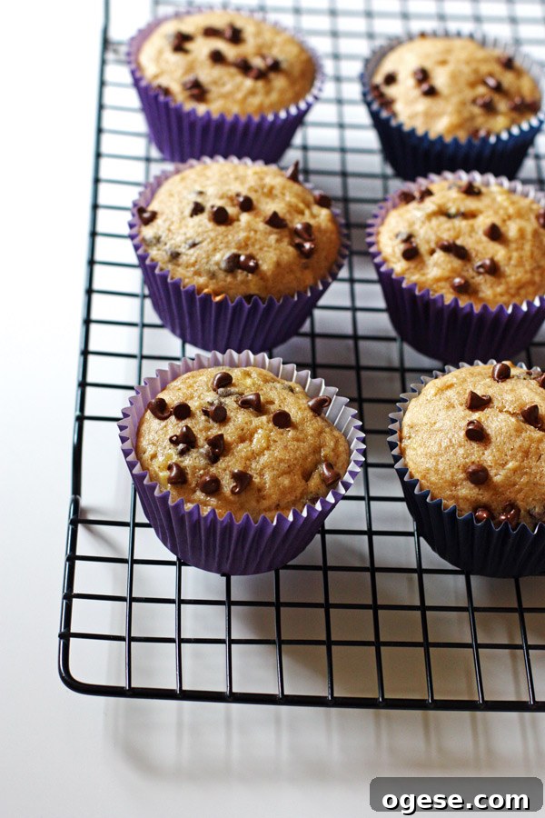 Banana Chocolate Chip Muffins